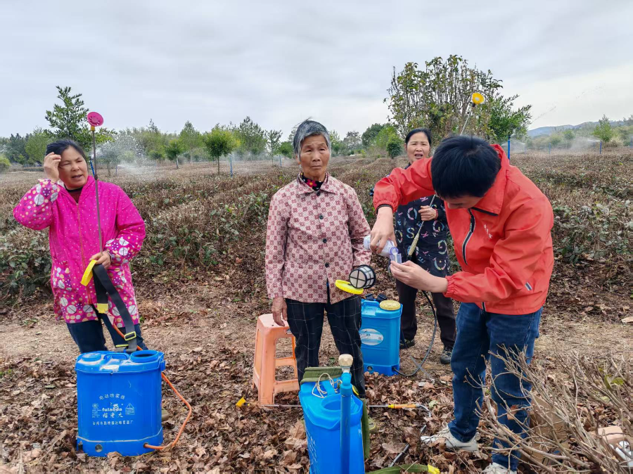 農村科技特派員在行動——科技特派員“把脈”春茶生產，助推“百千萬工程”走深走實